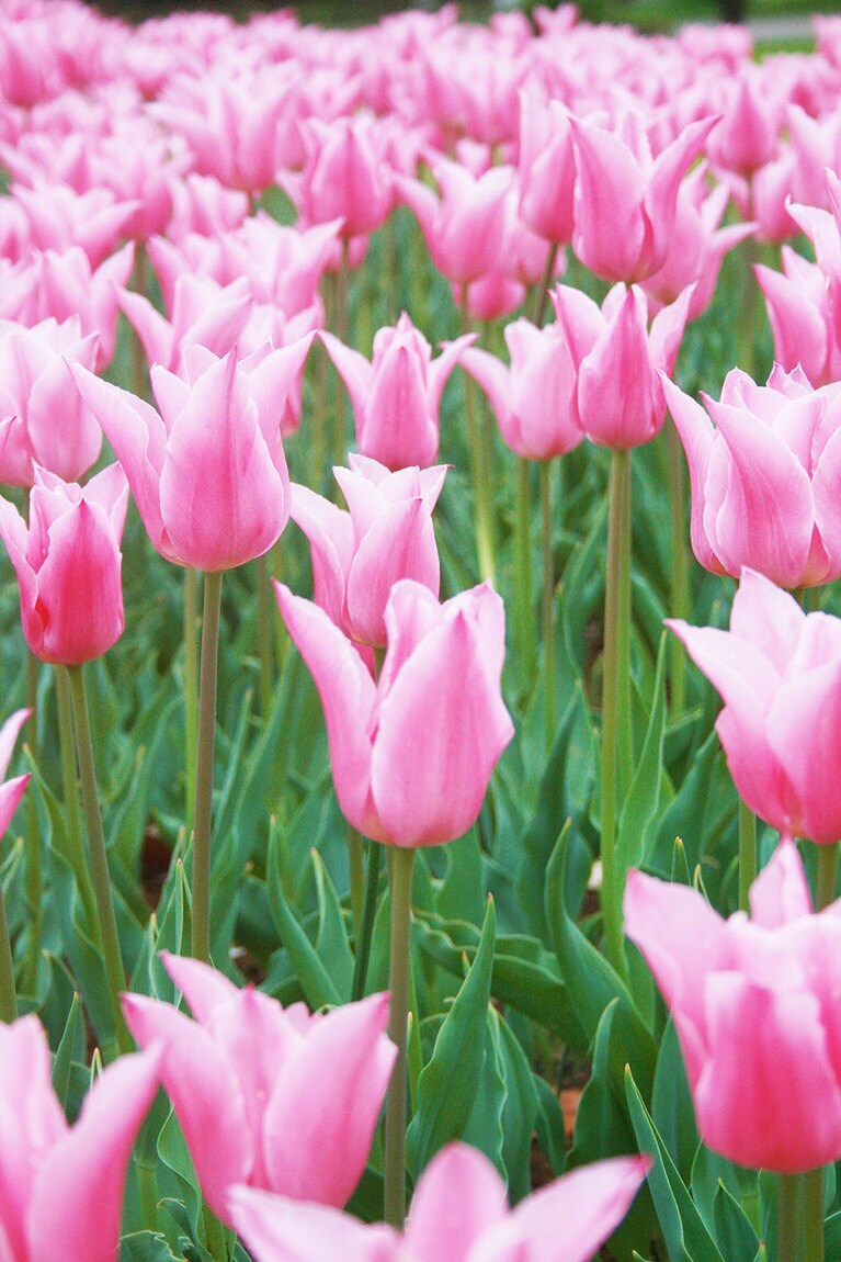 チューリップの花畑に出かけるのも春の楽しみの一つ。