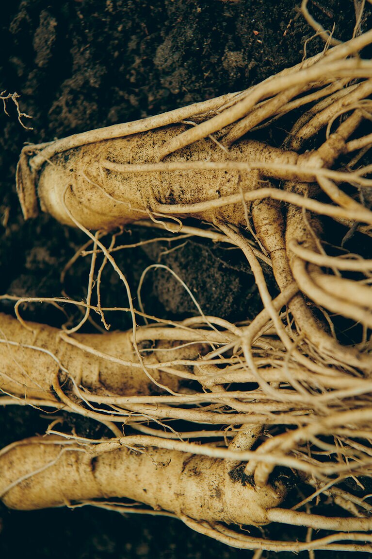 古くから生薬としても活用されているオタネニンジンを使用。