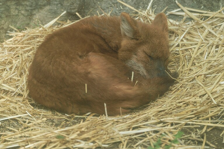ロシアやアジアに生息するドール。日本の動物園で見られるのはズーラシアだけ。