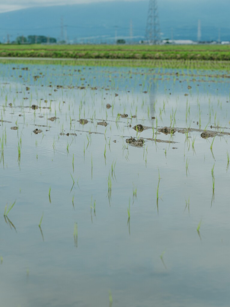 田植えシーズンに訪れた、山形県庄内の荒生勘四郎農場にて。（photo：Ayumi Mineoka）