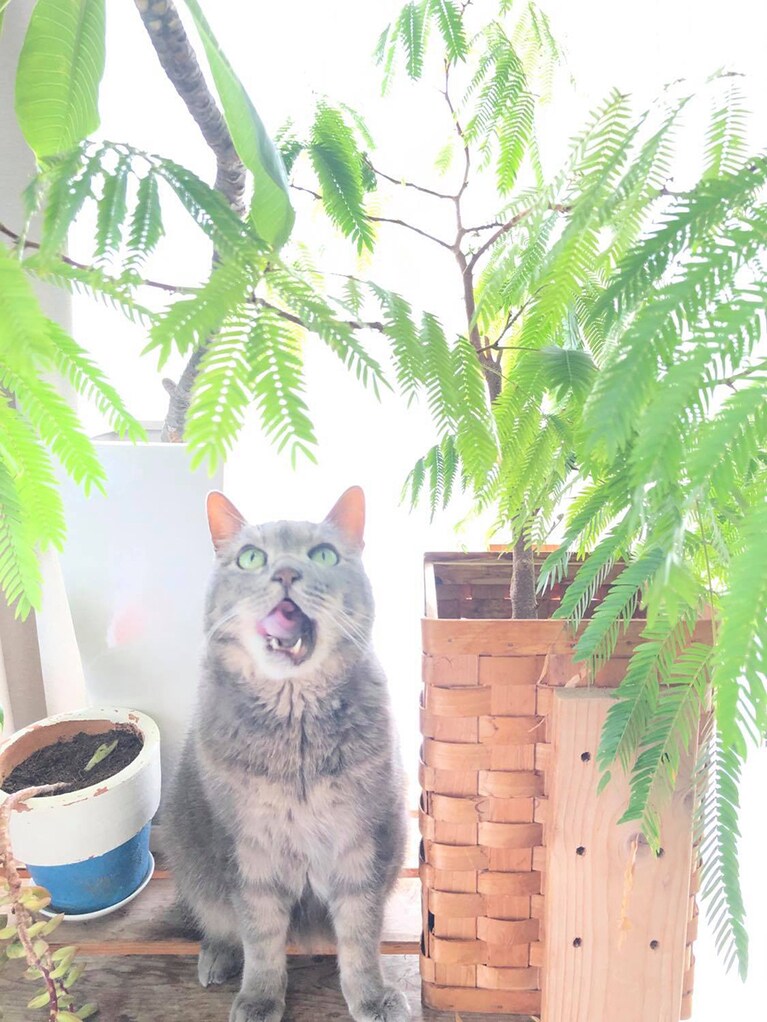 植物と猫の瞳の色をマッチさせる。編集者撮影。