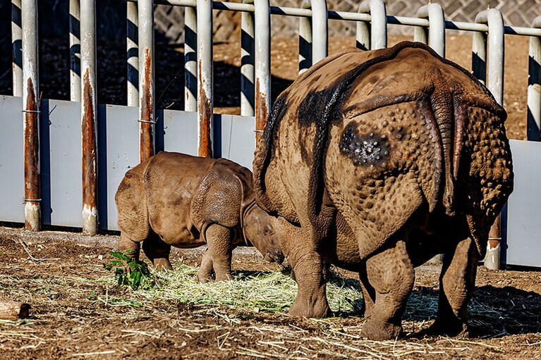 インドサイのゴポン、デコポン親子。