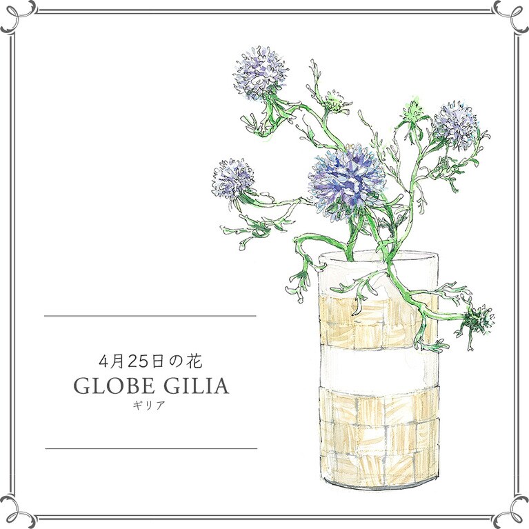 4月25日の花「ギリア」