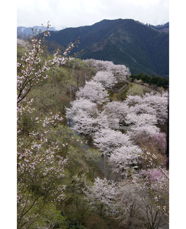 【群馬県】桜山公園。提供：観光ぐんま写真館