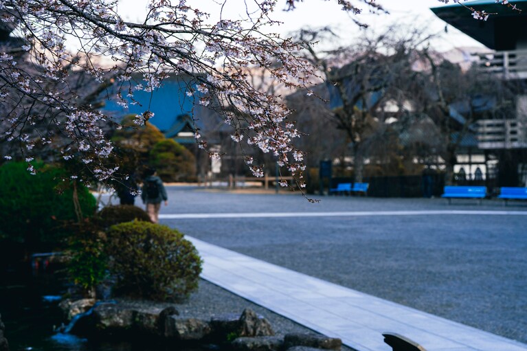 久遠寺境内には春の気配があちこちに。