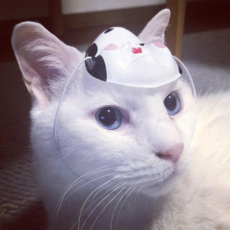 アオ ♂ 11歳。節分にイヤイヤ撮ったのに、キレイに撮れました。