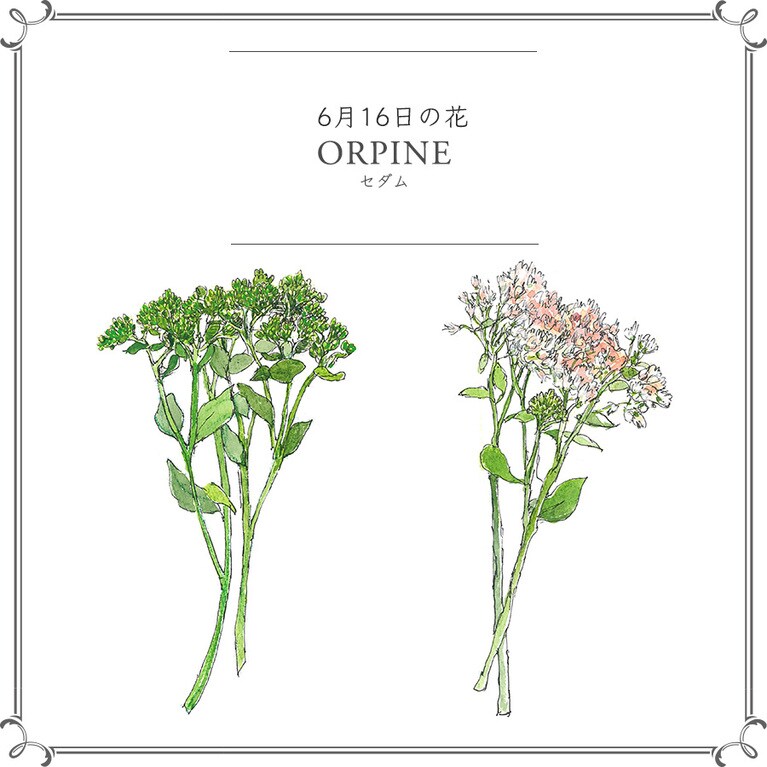 【6月16日の花】セダム