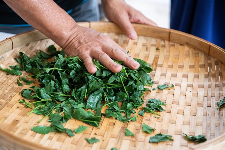 釜炒りした茶葉をざるに移して手で転がし、もみながら、水分を取っていく。