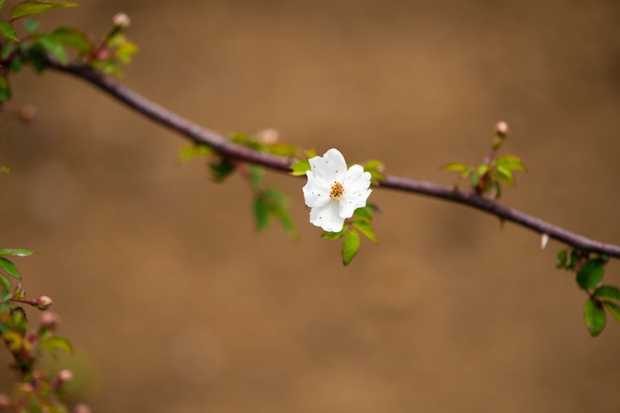 モリイバラ：日本原産。素朴な純白の小輪で、花びらが5枚ハート型になるバラ。