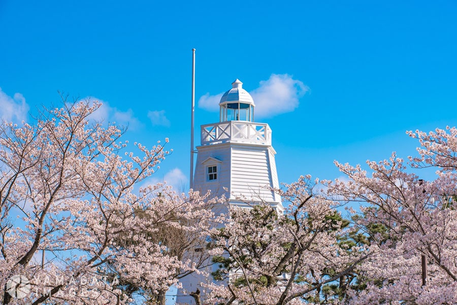 日和山公園の桜。
