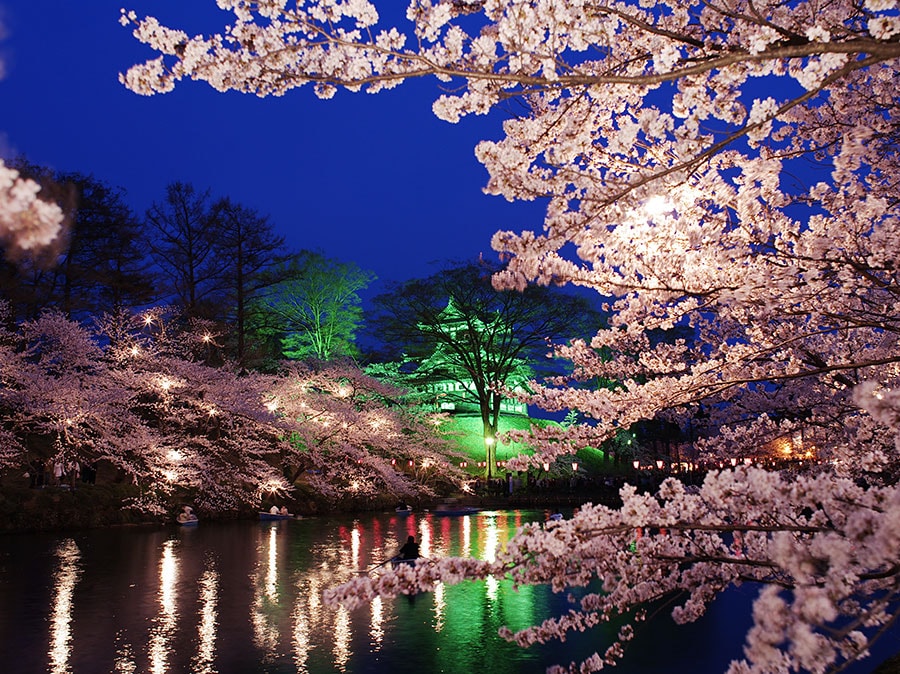 高田城址公園の夜桜。