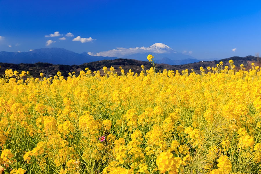 【神奈川県】吾妻山公園 菜の花。Tony / PIXTA(ピクスタ)