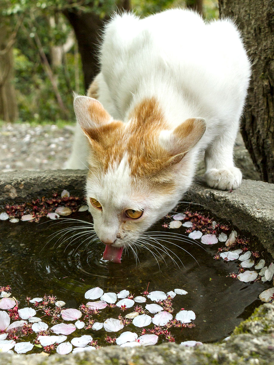 「『桜』……散ってしまったけどニャ……これはこれで風流なのニャ♪」