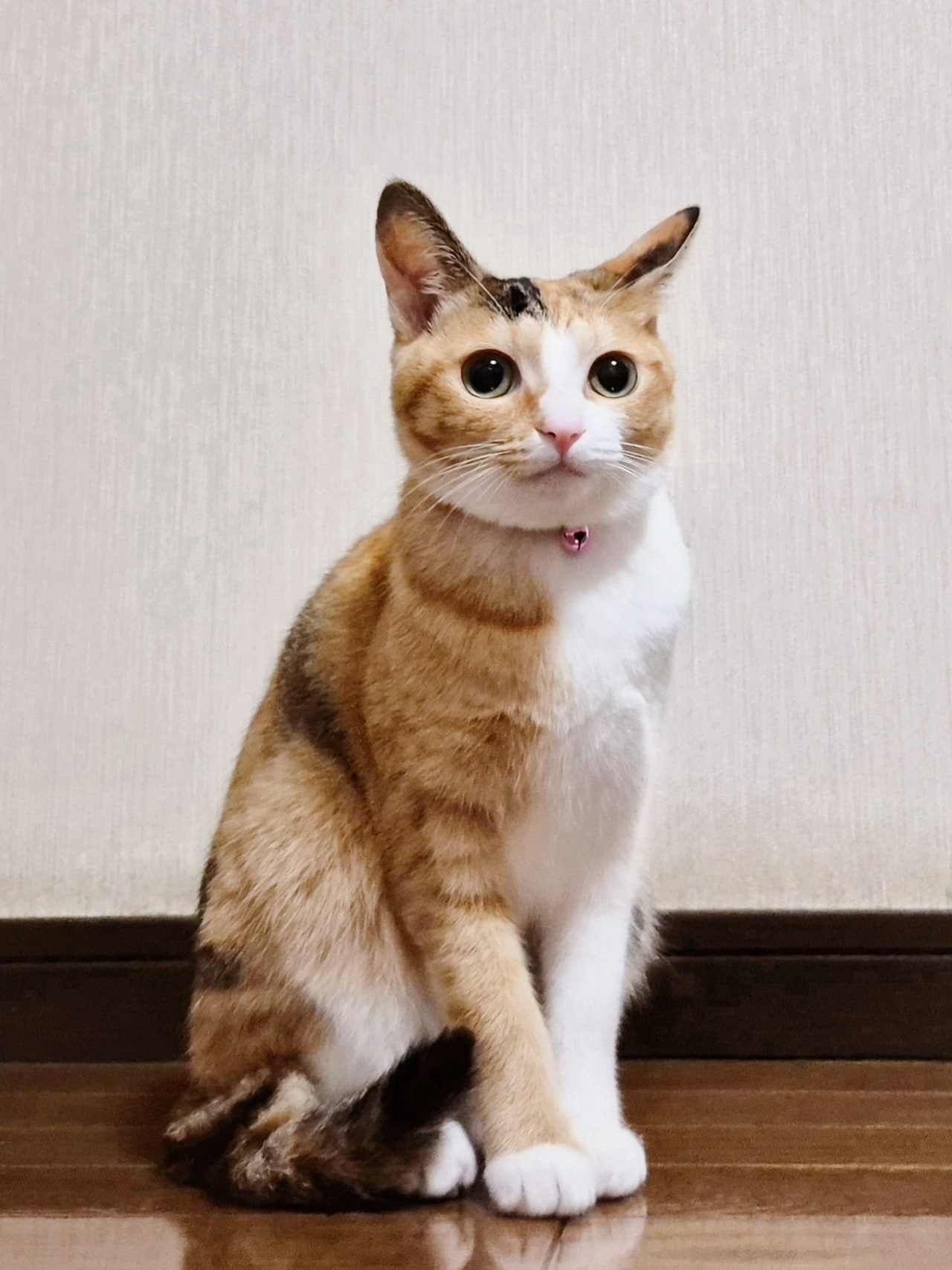 ちま ♀ 9カ月。