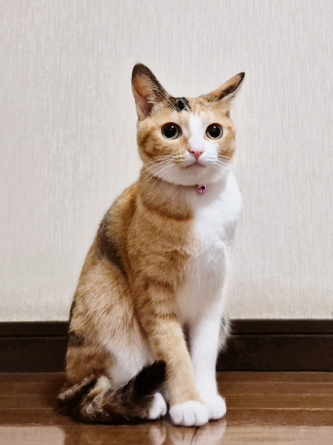 モナ・リザの微笑みから猫界のグレース・ケリーまで…ため息が出るほど