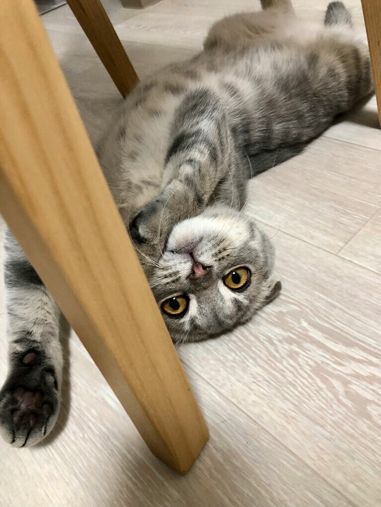 パルパル メス 9カ月。いつもごろごろしてます（みーさん）。