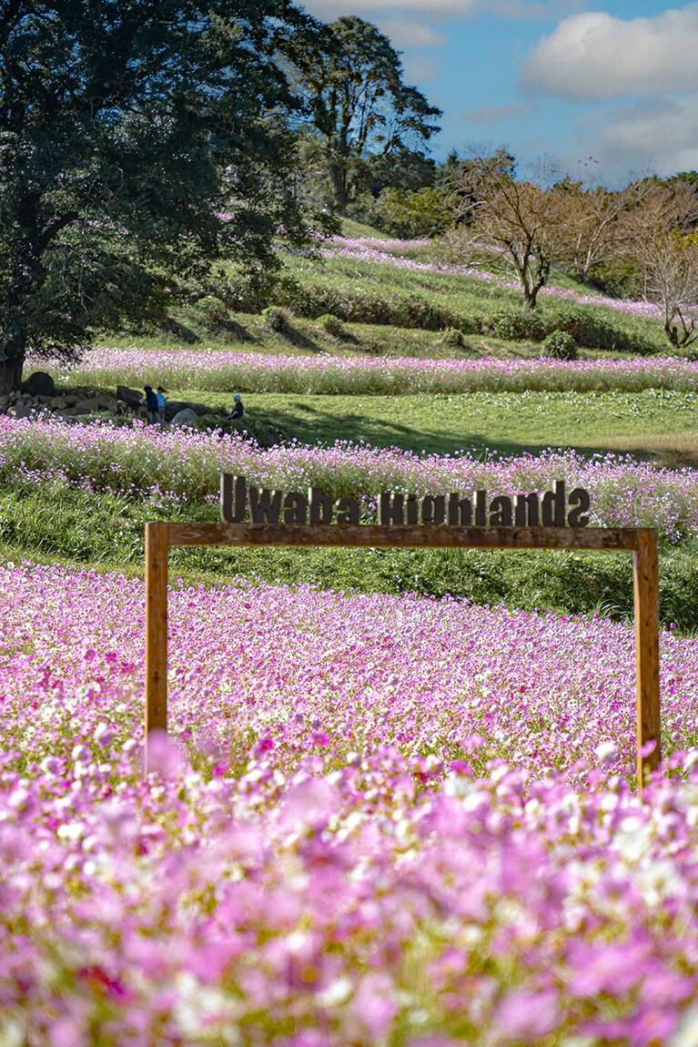 上場高原コスモス園。©kouki morishita