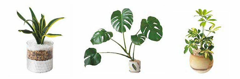 左から、サンスベリアトラノオ、モンステラアダンソニー、シェフレラ。