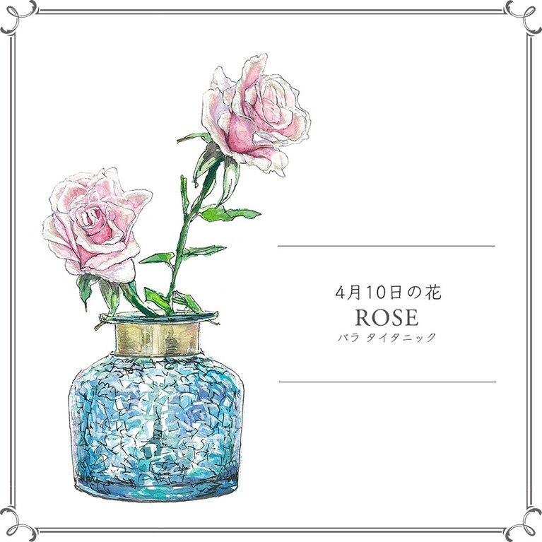 4月10日の花「バラ タイタニック」