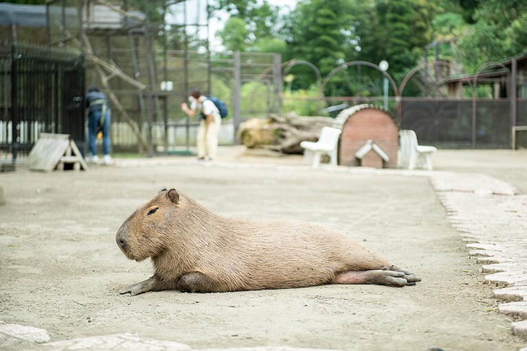 動物たちが悠々と野放しで過ごす、サユリワールドの園内。