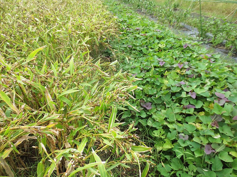 はとむぎは、サツマイモなどの他の野菜と一緒に栽培されています。