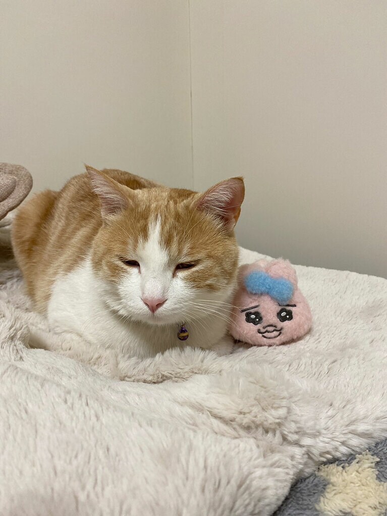 ふう オス 2歳。石川パーキングエリアからやってきました（Riraさん）。