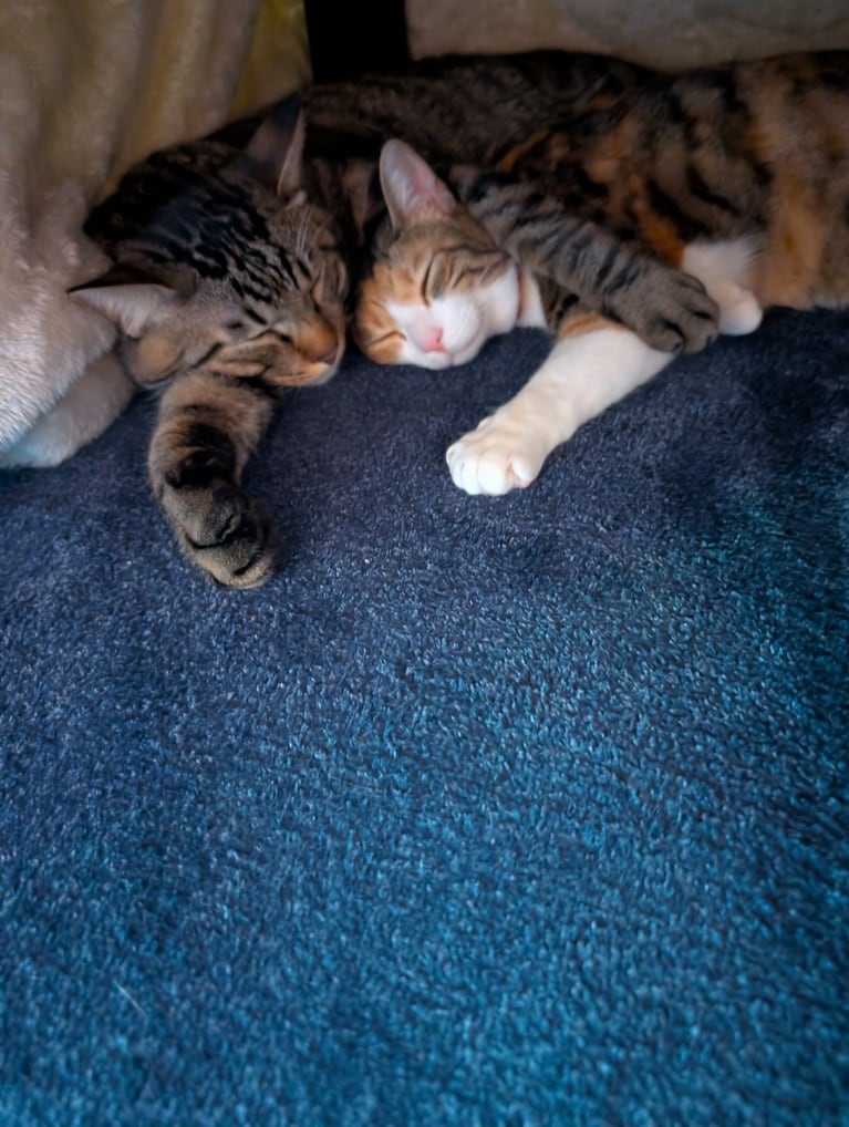 左：ぽんず ♂ 2歳、右：小春 ♀ 1歳。「偶然、コタツ布団をめくると、2匹が仲良く寝ていたので撮影しました」（飼い主さんより）。