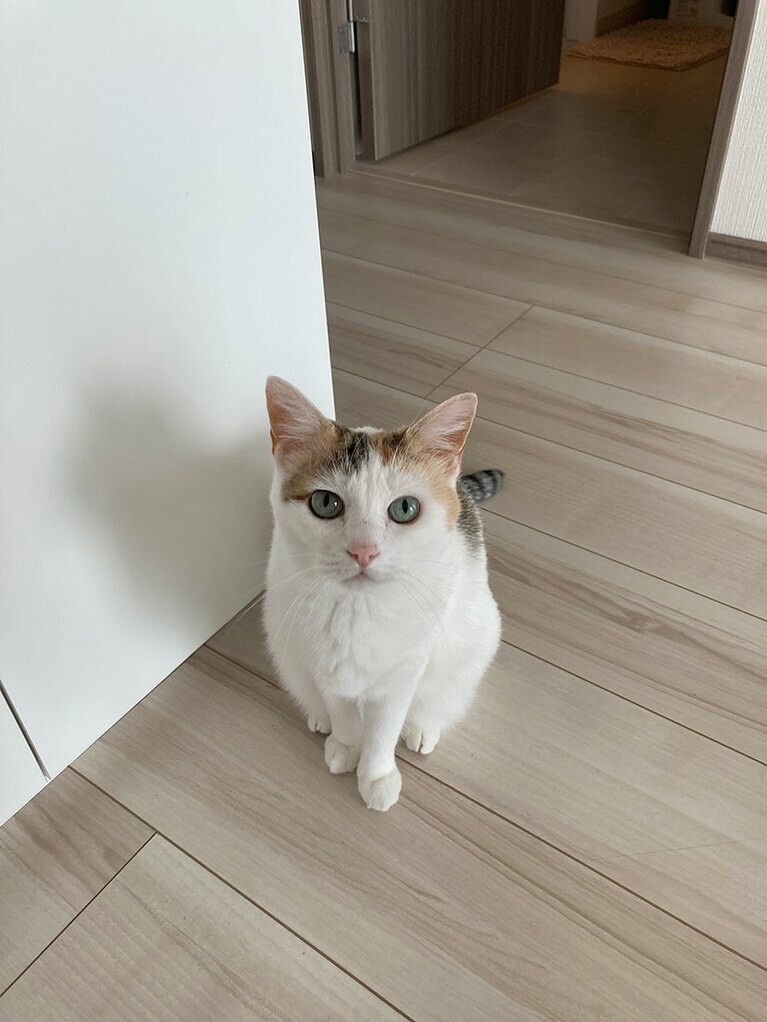 塩豆 ♀ 11歳。「天使のような塩豆ちゃん。宇宙一可愛い生き物、塩ちゃん！」