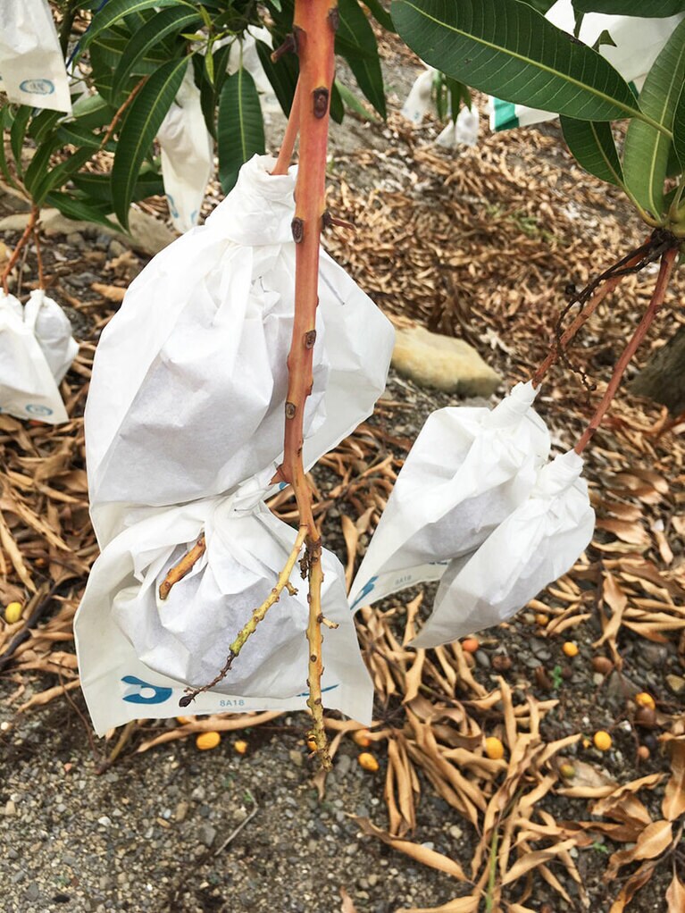 生長し重くなるに従い、地面に着くほど枝が下がります。