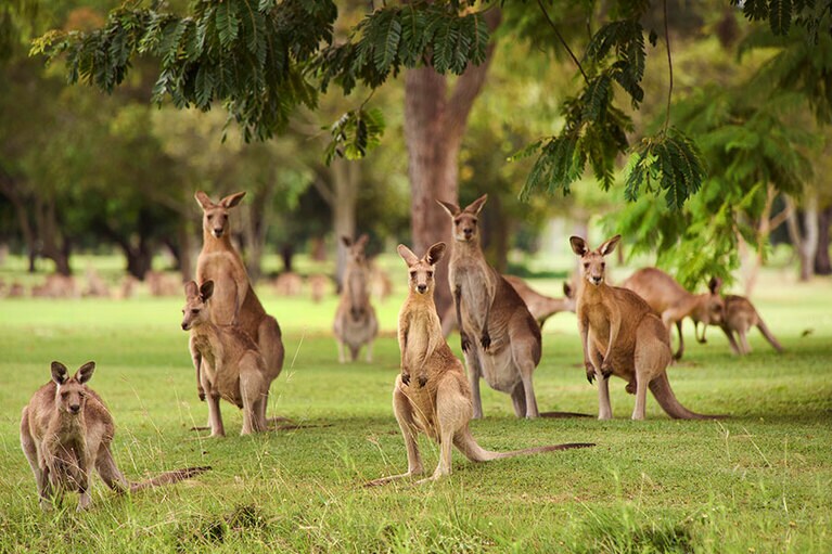 野生のイースタングレイカンガルーの群れ。