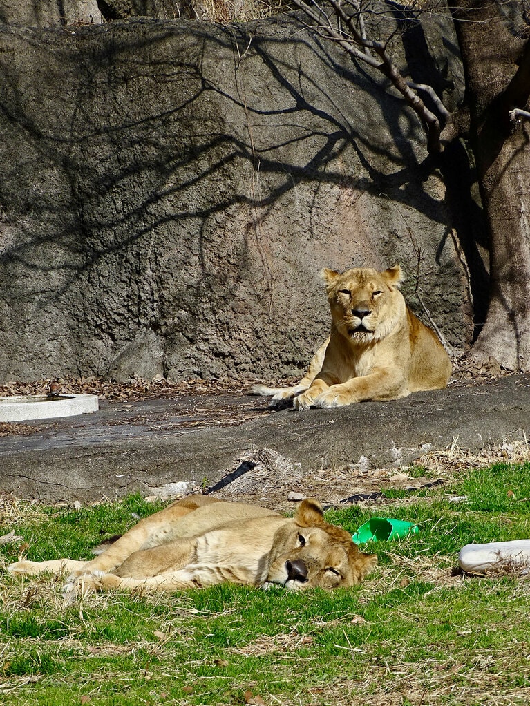 ライオンの夫婦、トムとサナ。