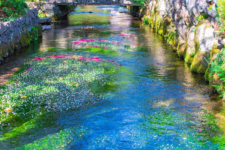 醒井・地蔵川の梅花藻。