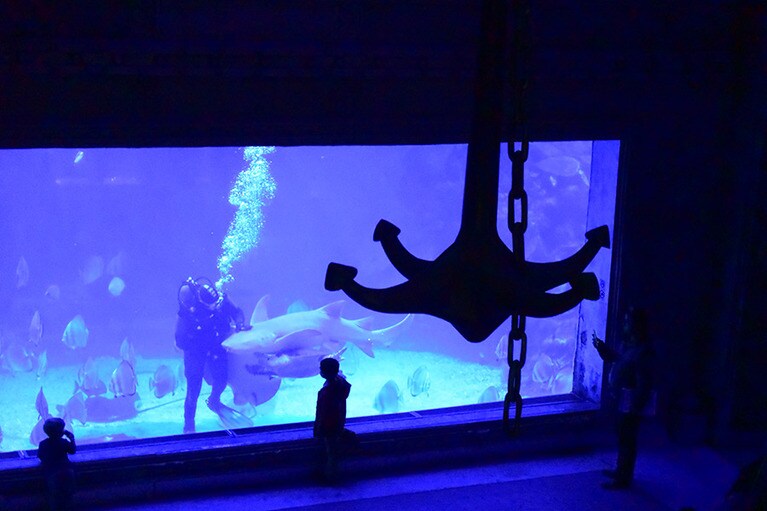 ミニ動物園であり、博物館でもあるハルガダ・グランド・アクアリウム。本業は水族館。