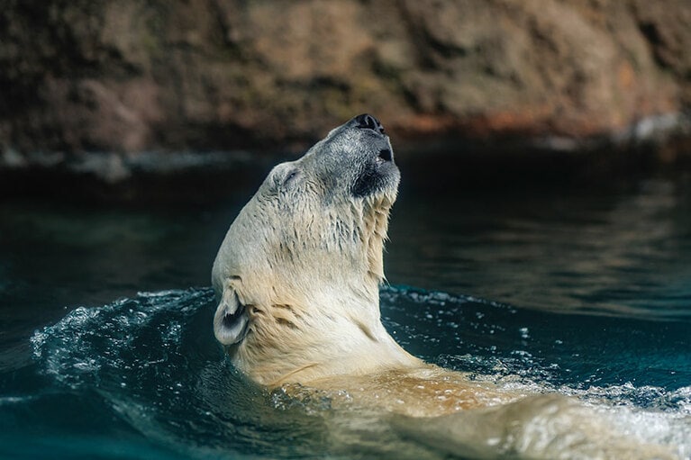 ライのお父さん・ゴーゴ。