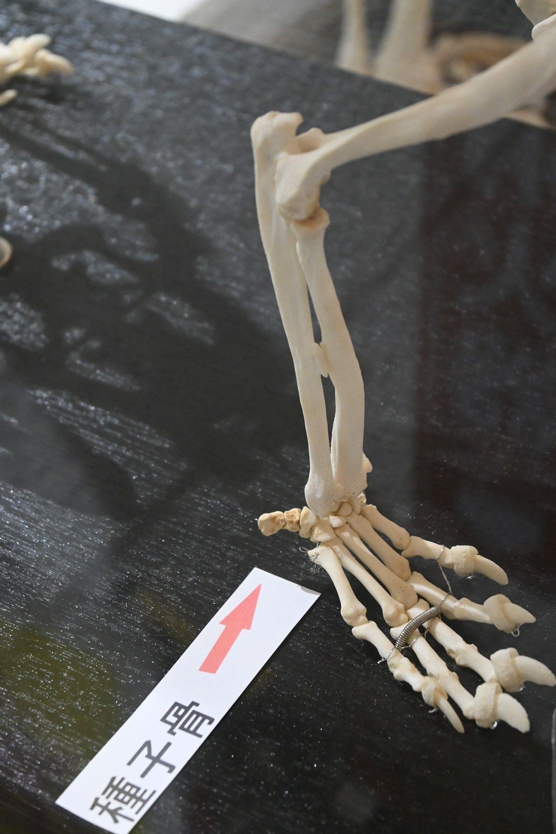 レッサーパンダは物をつかんで引き寄せることができる。手首の辺りに「第6の骨」と呼ばれる種子骨があるからだ（レッサーパンダの骨格標本）。この動作は動物には難しい