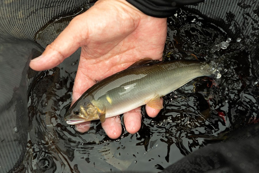 四万十川では10月中旬まで鮎釣りが可能。釣り人たちは冷凍保存しておくそう。