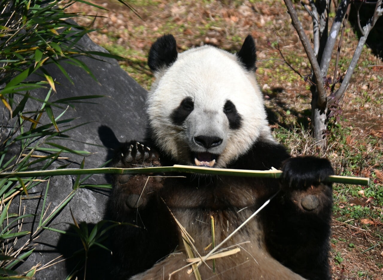 上野動物園で竹を食べるシャオシャオ。（2025年12月26日、筆者撮影）