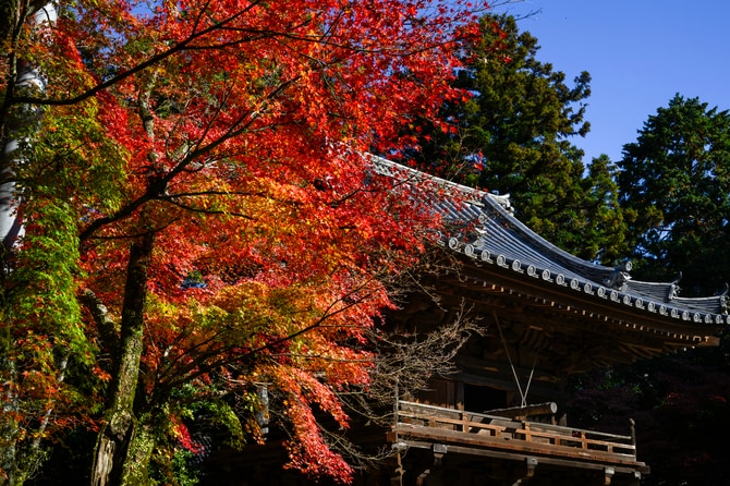 秋の絶景・姫路市の2大スポット】これから見ごろを迎える圧巻の紅葉