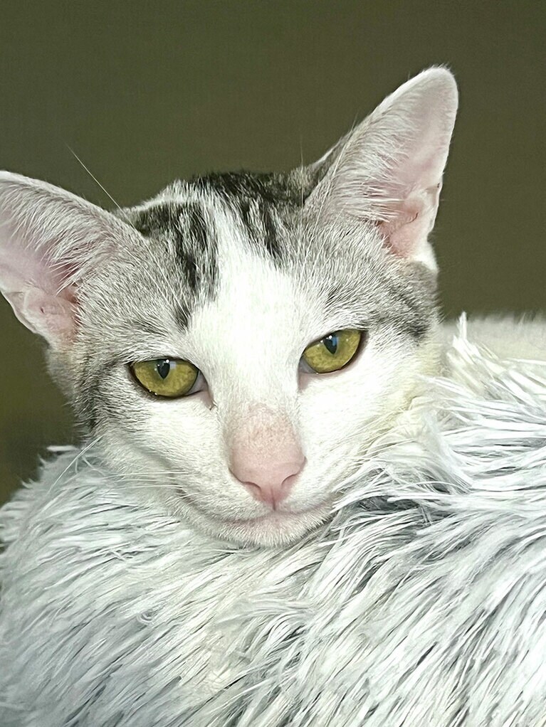 みょうが ♂ 8カ月。口角が上がっていてにんまり顔です。