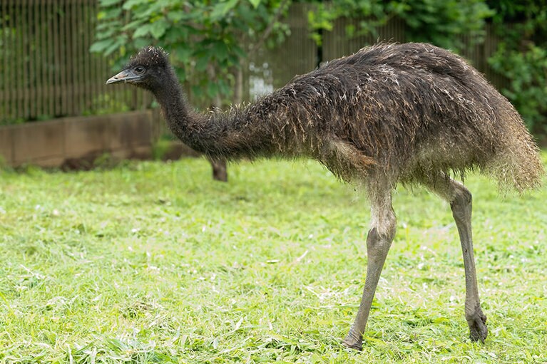 エミュー。