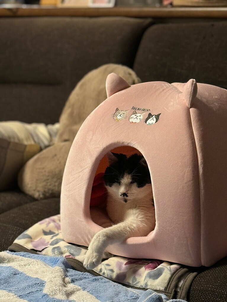 モー ♂ 5歳。ぽよんぽよんのお腹が特徴で、ゲームをしてると必ず邪魔をしに来ます（かよぽんさん）