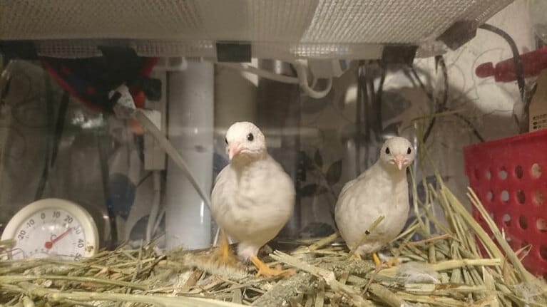 ヒメウズラ。一般的なウズラの半分ほどの体長です。