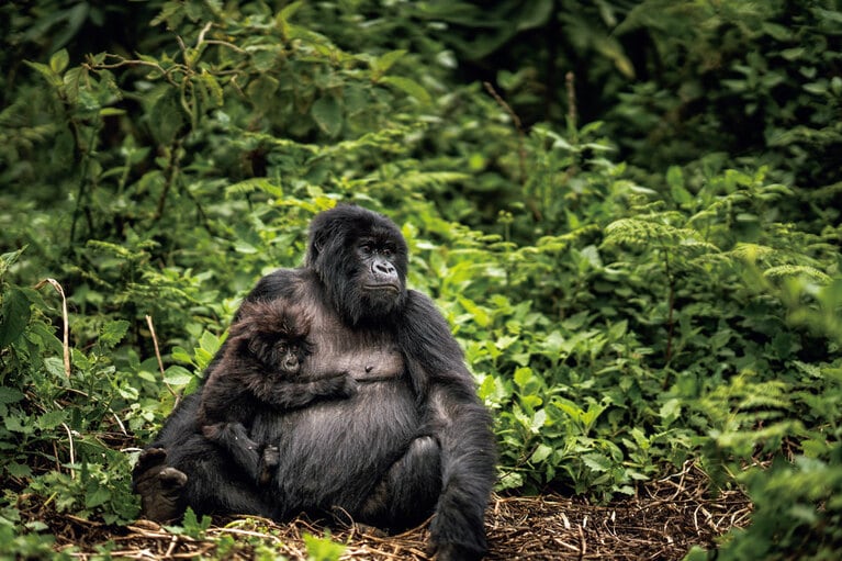 10数頭から30数頭の家族で生活するマウンテンゴリラ。家族ごとに名称がある。©Wilderness