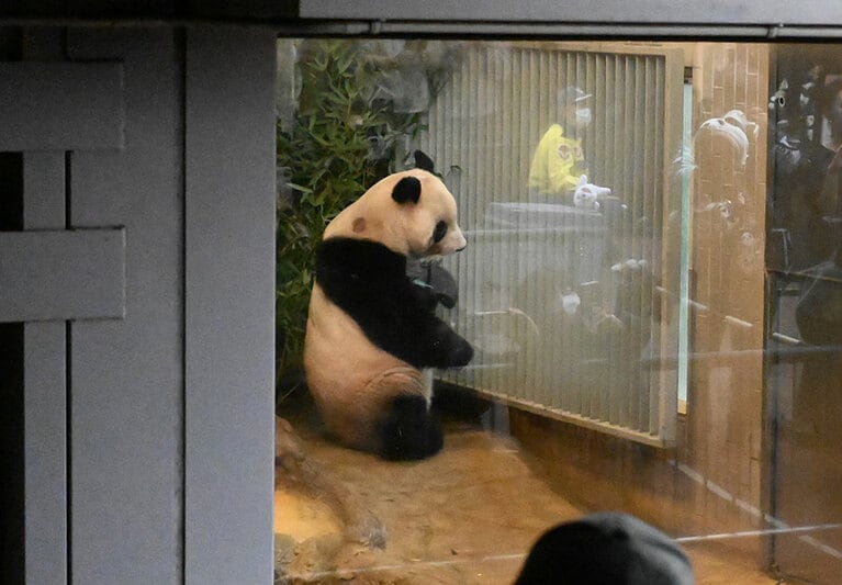 シャンシャンは日本でパンダブームを巻き起こした。2023年2月19日撮影。