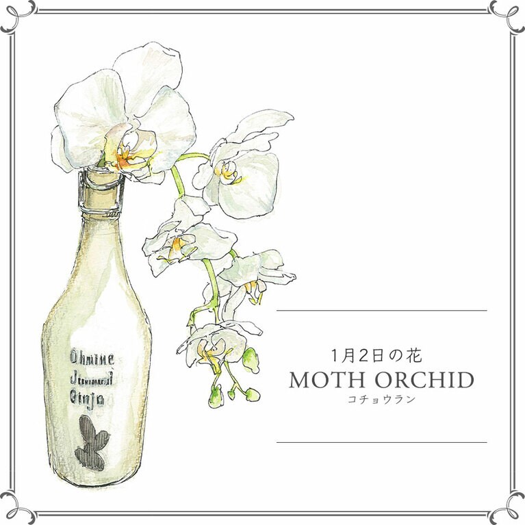 1月2日の花「コチョウラン」