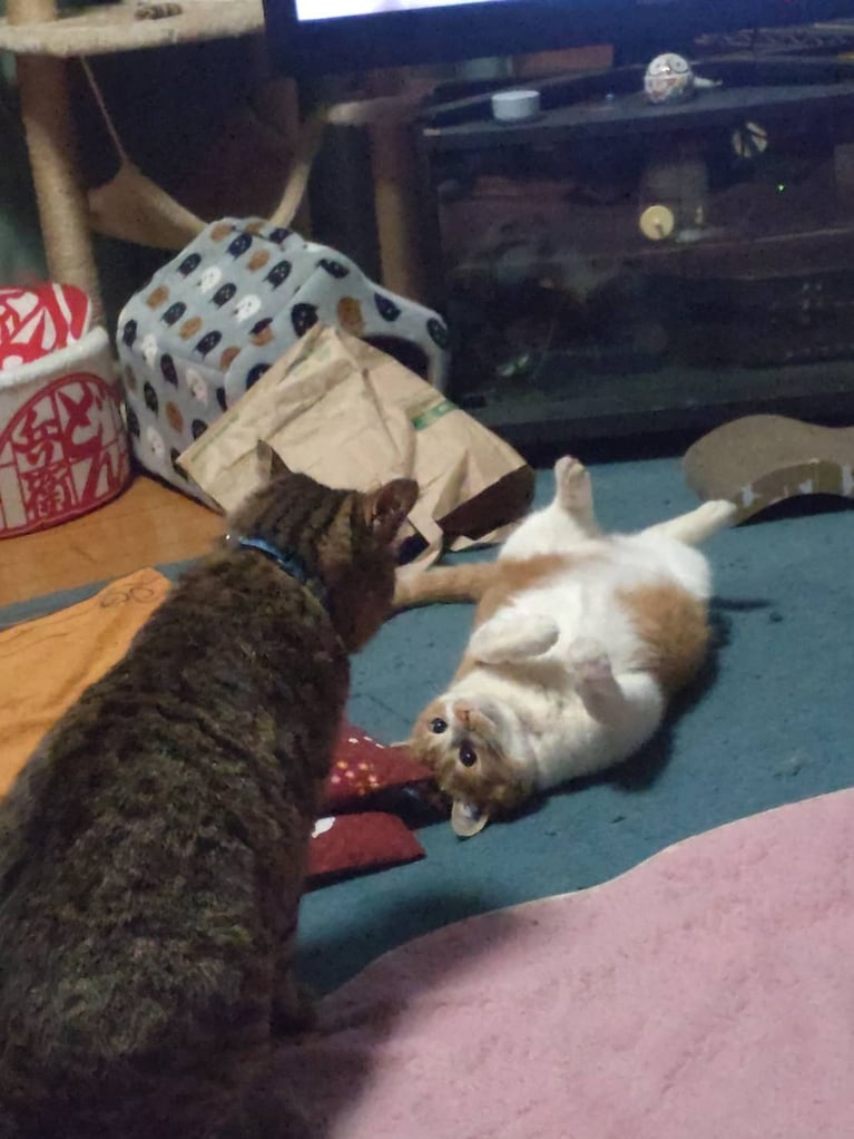 左：ラム ♂ 3歳、右：ゆず ♀ 2歳。「『今日も2匹があそび始めたなー。よし、写真撮ろ！』と思ってカメラを準備して猫たちの方を向いたら、写真のような形で固まっててつい撮ってしまいました（笑）」（飼い主さんより）。