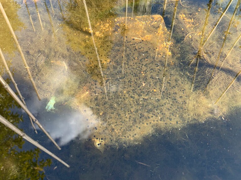 ヤマアカガエルの卵のう。