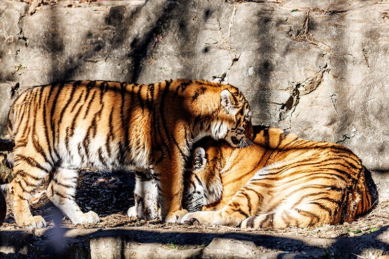 イチに近づいて甘えるフタバ。