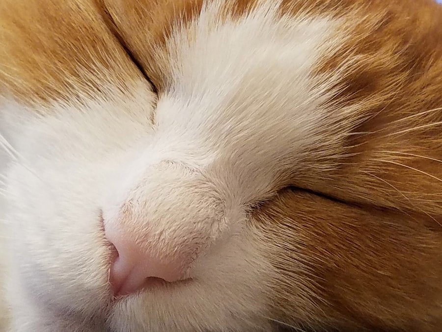 メイ ♀ 10歳。猫の寝顔はずっと見ていられる最高の癒し❤　メイの毛並みまで分かるアップを撮りました❤