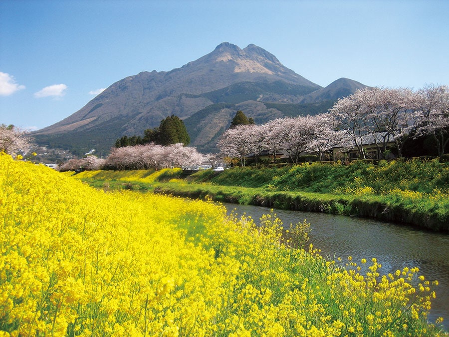 由布岳と菜の花と桜。春の短い期間しか見られない絶景／大分県